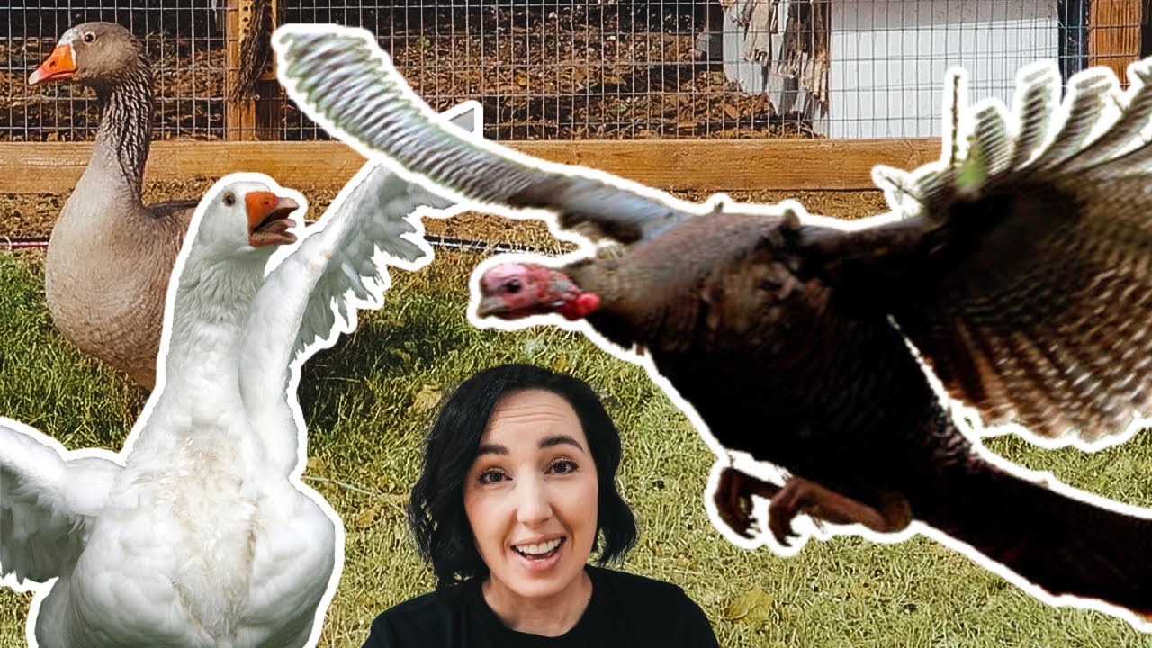 It's BREEDING season...and the TURF WAR is on (goose vs. turkey) YouTube