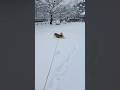 犬は喜び駆け回り過ぎ。        #大雪 #最強寒波 #柴犬 #雪遊び