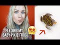 Feeding My Baby Pixie Frog Chet! | KristenLeannimal