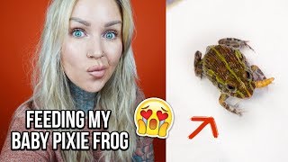 Feeding My Baby Pixie Frog Chet! | KristenLeannimal