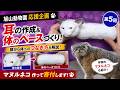 ⑤マヌルネコを作るぞ！旭山動物園応援企画！