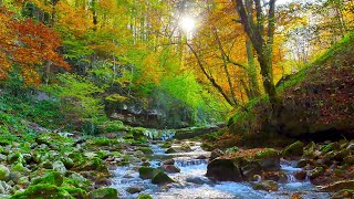 Native American Flutes and Nature Sounds - for Sleep or Relaxation (Inside The Grand Canyon)