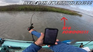 Redfish *EVERYWHERE* in Corpus Christi's Nueces Bay Marsh!