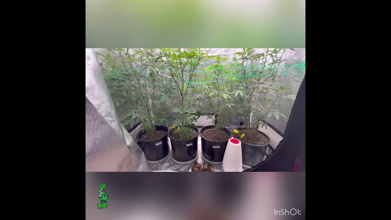 Growing Pink Certz and Wildberry Bites in a 2x4. Week 1 of Flower.