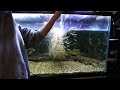 古代魚のために諏訪湖でエビ獲り