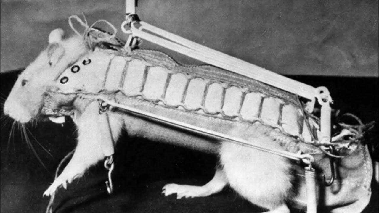 Крысы гектор, кастор и поллукс. Крыса гектор в космосе. Крысы гектор, кастор и поллукс. Мышка животное. Крыса гектор космонавт.