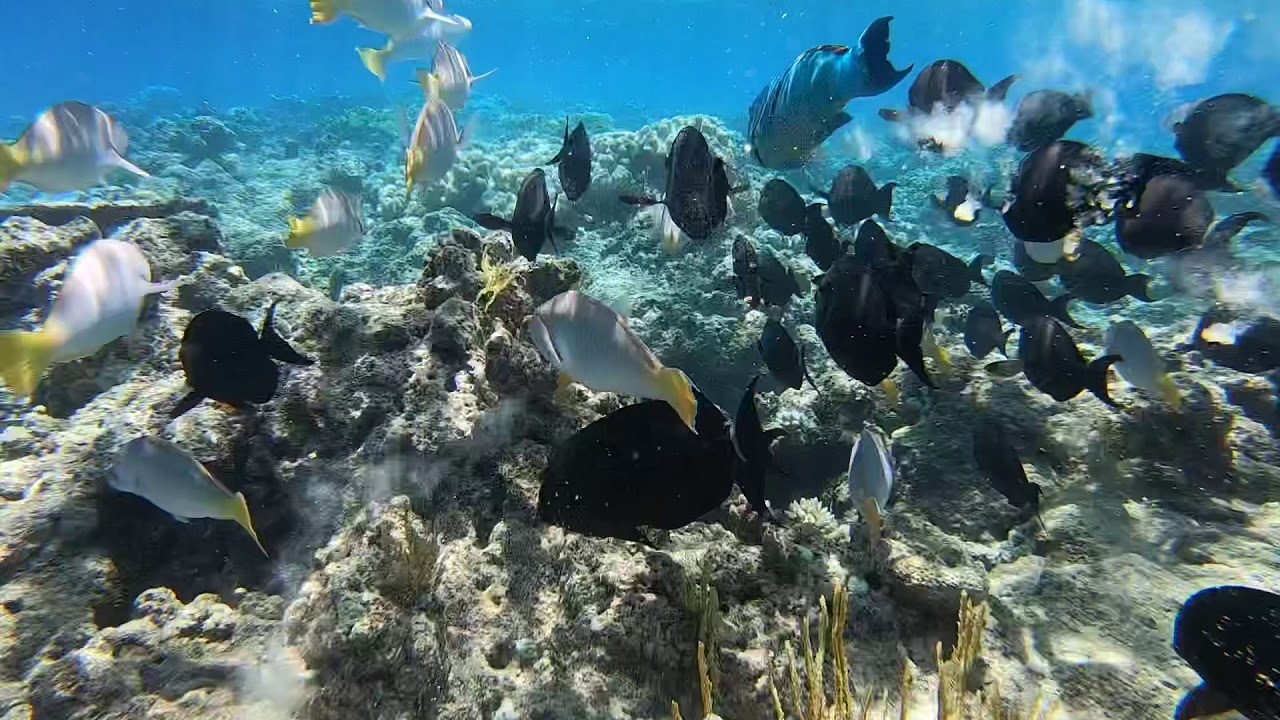 Chasing fish on the Great Barrier Reef - YouTube