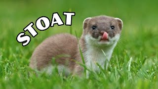 Stoat: The Ultimate Survivors | Facts & Info