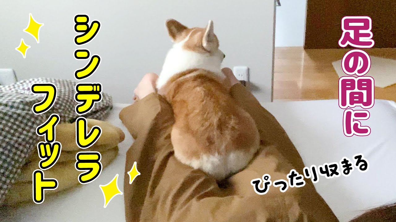 飼い主が寝てると足の間にスッポリ収まるコーギー Youtube