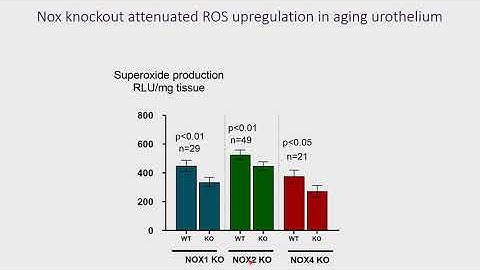 #23468 Pathological exploration of NADPH oxidase (Nox) derived ROS production from the urotheliu...