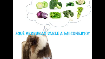 ¿Pueden los conejos comer coliflor?