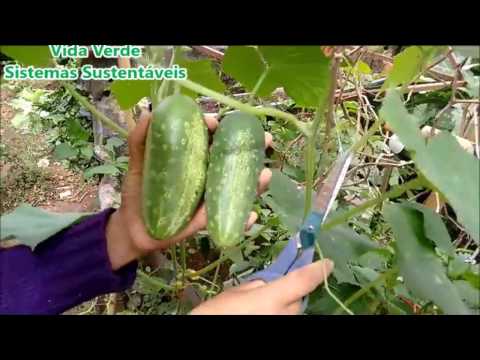 Vídeo: Como cultivar pepinos ao ar livre: do plantio à colheita