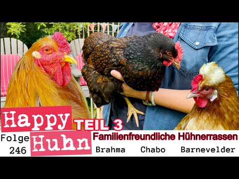 Familienfreundliche Hühner Teil 3 Brahma, Chabo, Barnevelder HAPPY HUHN E246 Hühner im Garten halten