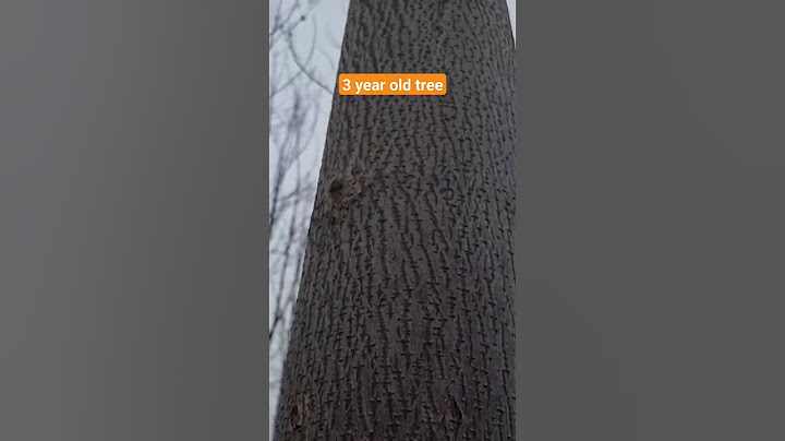 Paulownia is the fastest growing tree in the world ( paulownia tree )