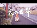 (MV)THE SMOKERS/犬の世界