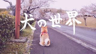(MV)THE SMOKERS/犬の世界