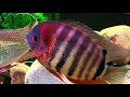 Severum Cichlid Care and Breeding: A Large Center Piece Fish!