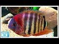 Severum Cichlid Care and Breeding: A Large Center Piece Fish!