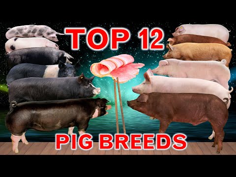 Top 12 Fast-Growing Pig Breeds in the World  | Best Fattening Pigs