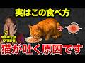 【衝撃】猫が吐く本当の理由を獣医が徹底解説