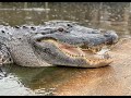 Let's Make Larry The Gator Famous @What The Hales @Gatorland VLOGS