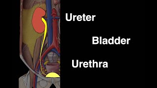 Ureter, Bladder and Urethra