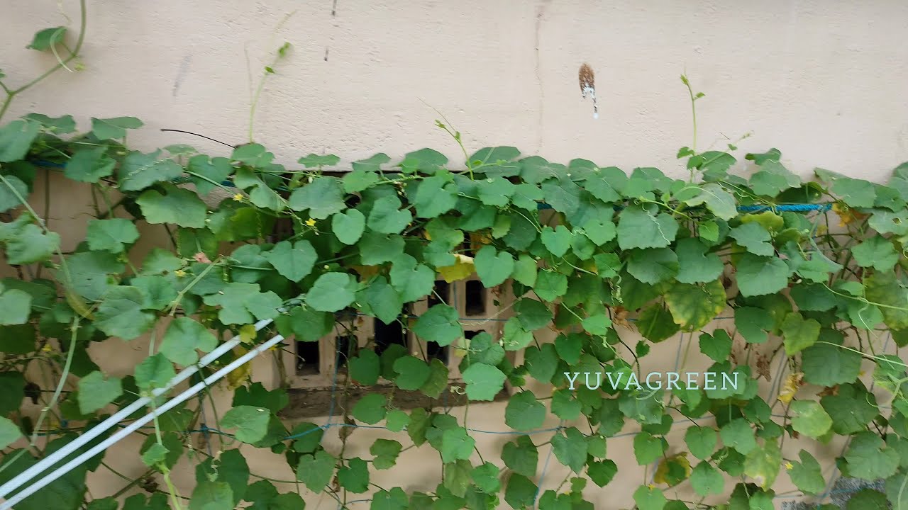 YUVAGREEN Plant Climbing Net, Creeper Plant Support net for Gardening