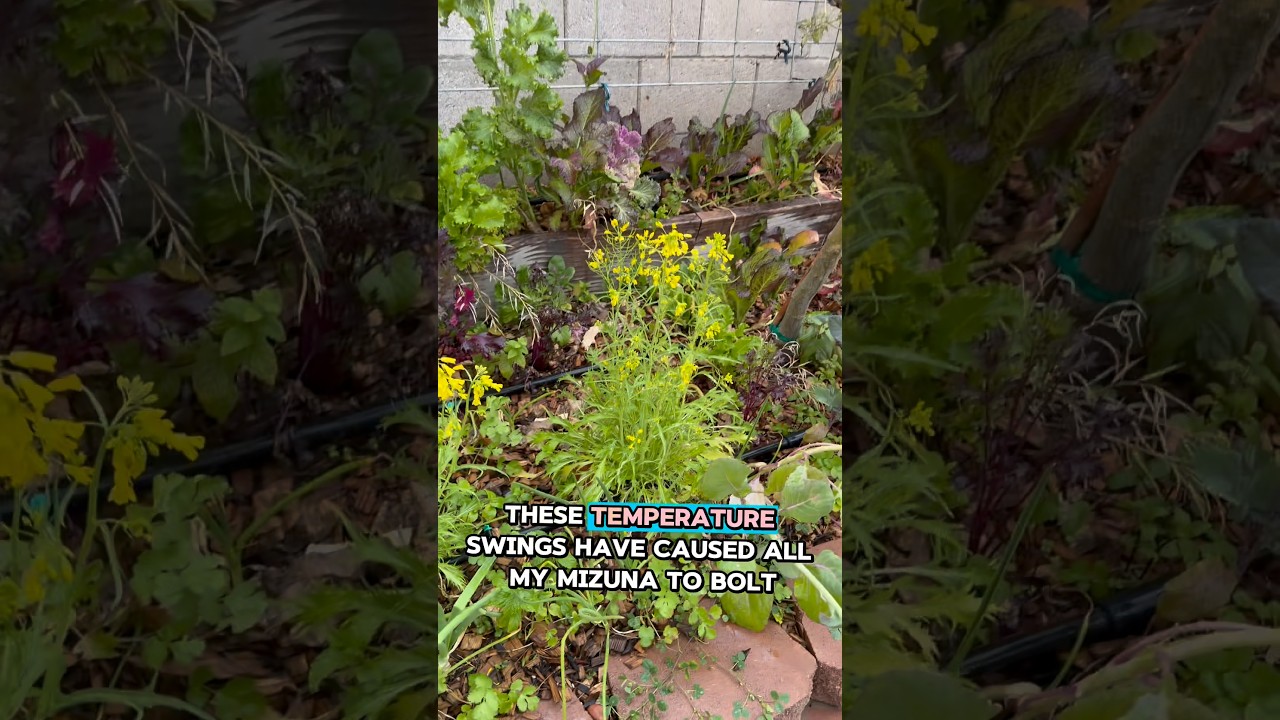 Эта лагасская зима вносит хаос в мой сад.