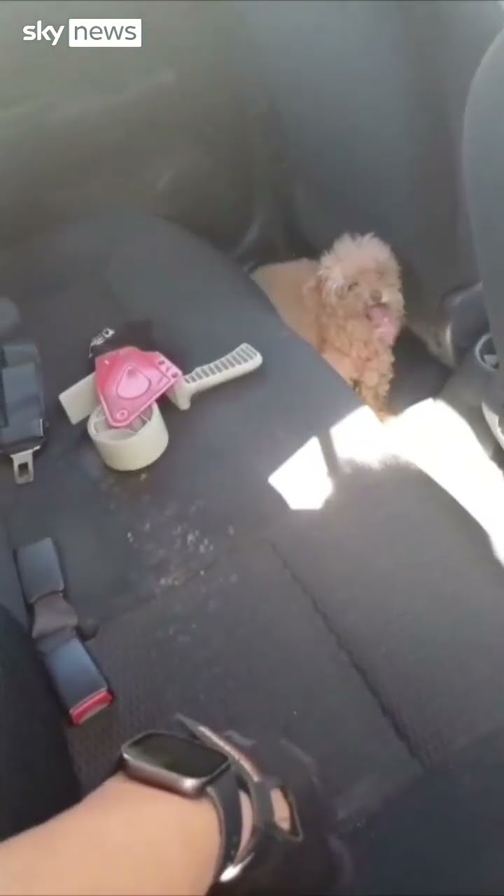 Dog saved from overheated car