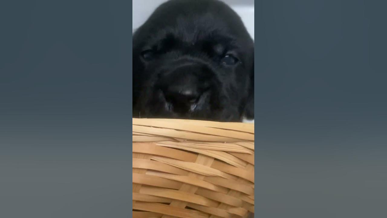 Puppy basket blooper! YouTube