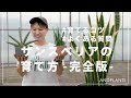 【知れば知るほど面白い】サンスベリアの育て方｜寒い冬におすすめな理由も解説🌱