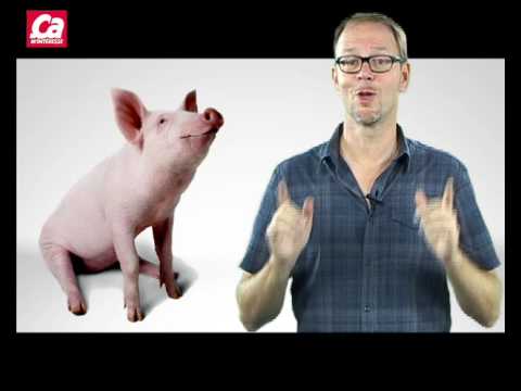 Vidéo: Pourquoi les cochons mangent-ils du lisier ?