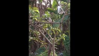 pikat perkutut ranting manggung serasa di alam liar