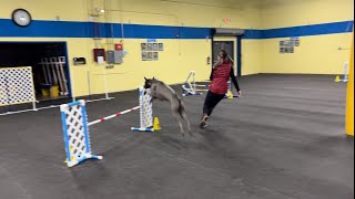 Thai Ridgeback Dog Agility Training - Talisman Yunga Queenopolis