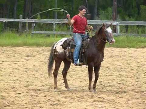 Video: Appaloosa Horse Breed Hypoallergenic, Kesihatan Dan Jangka Hayat