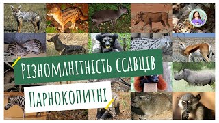 Різноманітність ссавців. Парнокопитні