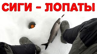 Ловля сига зимой. Налим на стук. Рыбалка в Карелии 2021