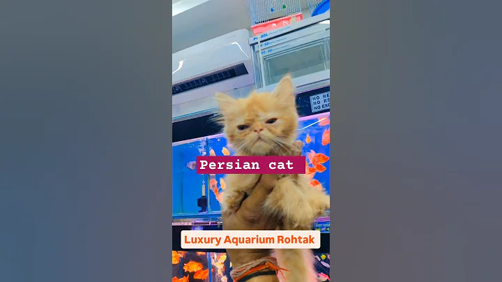 Video 8676191: persian cat pet love, brown persian cat