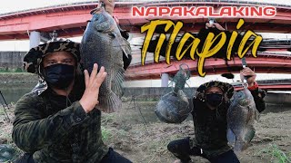 EP61 - MGA NAGLALAKIHANG TILAPIA... HIGIT DALAWANG DANGKAL ANG LAKI