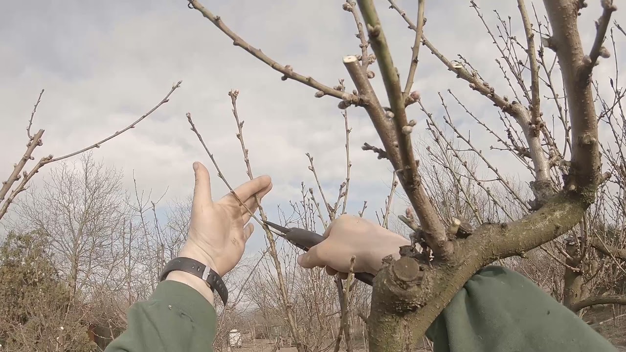 Champion őszibarack metszése Góbészabi módra