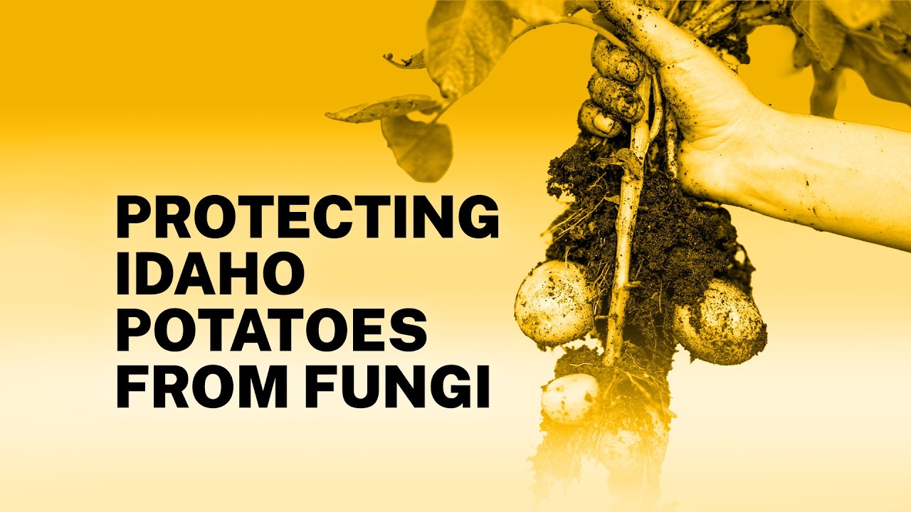 Can we outsmart crop disease? The science behind next-gen fungicides | Episode 11.1