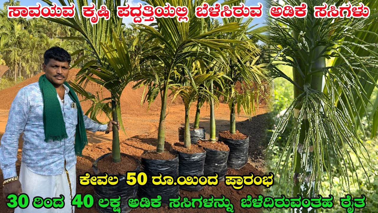 ಕೇವಲ 50 ರೂ.ಯಿಂದ ಪ್ರಾರಂಭವಾಗುವ ಸಾವಯವ ಕೃಷಿ ಪದ್ದತ್ತಿಯಲ್ಲಿ ಬೆಳೆಸಿರುವ ಅಡಿಕೆ ಸಸಿಗಳು | Arecanut plants |