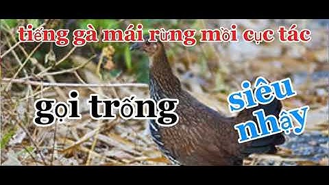 tiếng gà mái rừng kêu cục tác gọi trống…!