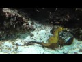 Shedd Aquarium Shots