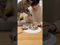 Scared Cat #animation #funny #cat