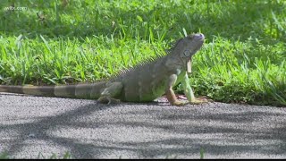 Growing iguana population more than  nuisance in Florida