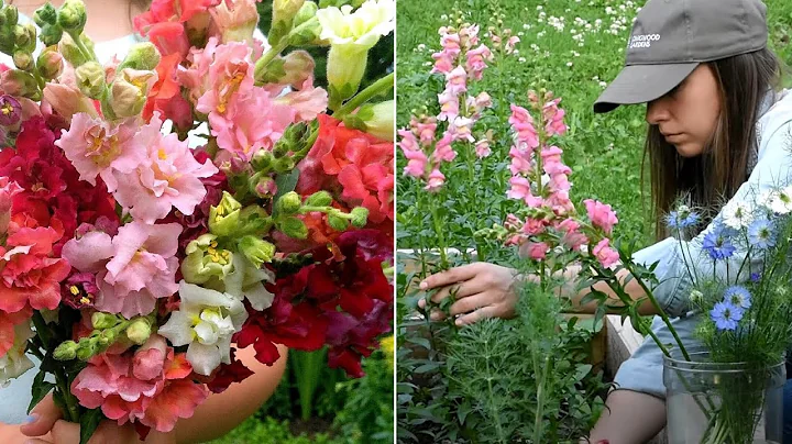 Mastering the Art of Growing Snapdragons: A Comprehensive Guide