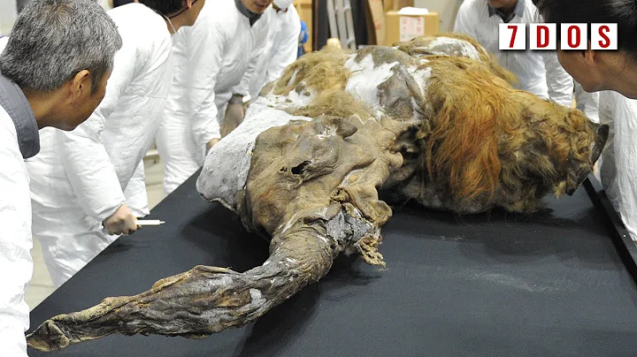 The Frozen Brain of a 40,000 Year Old Mammoth Discovered | 7 Days of Science - DayDayNews