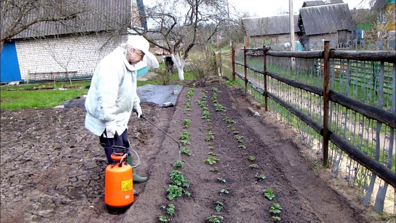 Чем можно обработать клубнику весной