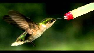 Video thumbnail of "Thrice - As The Crow Flies (Hummingbird Slowmotion)"